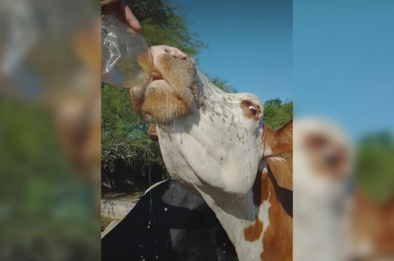 La hacienda sobrevive a duras penas. El impacto a nivel reproductivo será grave. gentileza