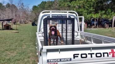 El Pitbull que mató un gato en la calle fue abandonado por su dueño y tuvo que ser trasladado a un centro de rehabilitación canina.