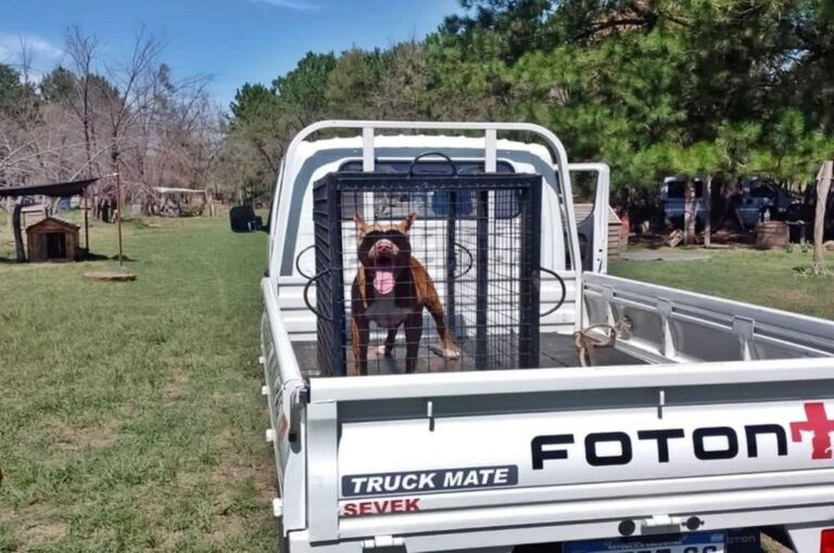 El Pitbull que mató un gato en la calle fue abandonado por su dueño y tuvo que ser trasladado a un centro de rehabilitación canina.