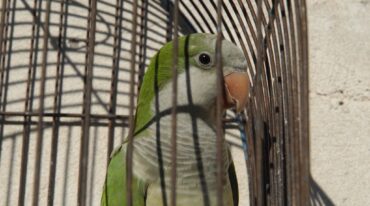 Se trata del quinto contagio en la ciudad del oeste santafesino. Archivo