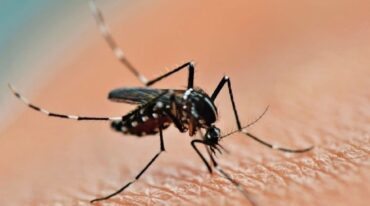 La Provincia actualizó los datos de dengue en todo el territorio