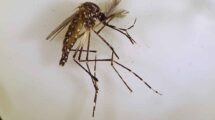 El mosquito Aedes aegypty transmite dengue