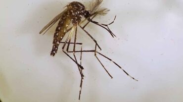 El mosquito Aedes aegypty transmite dengue