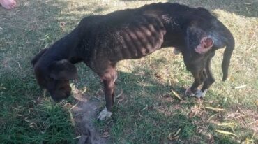 Lo primero que hicieron los brigadistas fue llevar al animal para que reciba atención veterinaria y se inició una investigación a cargo de la Fiscalía Regional 1 del Ministerio Público de la Acusación (MPA). Gentileza