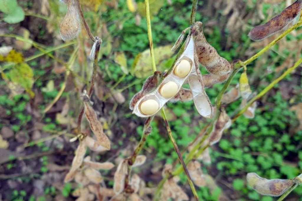 La falta de agua impactó en toda la cadena productiva. Archivo.