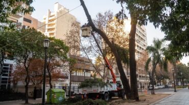 Rosario tiene aproximadamente 420.000 árboles en veredas y espacios verdes públicos. Actualmente