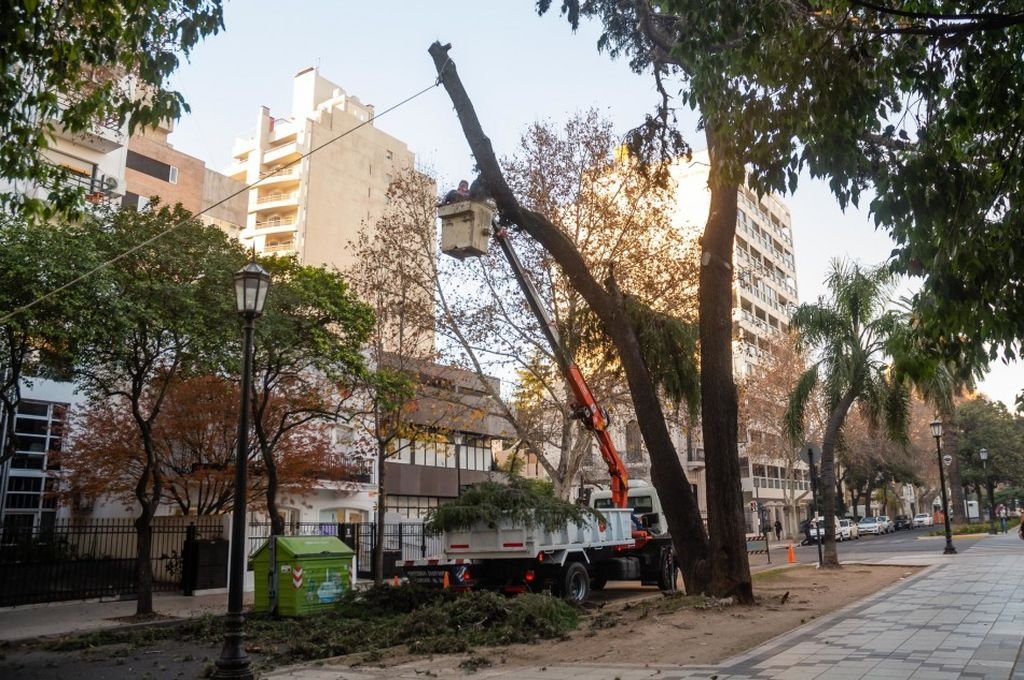 Rosario tiene aproximadamente 420.000 árboles en veredas y espacios verdes públicos. Actualmente