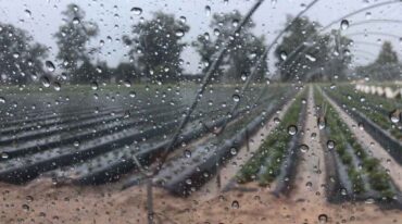El agua ayudó a los frutillares. Gentileza.