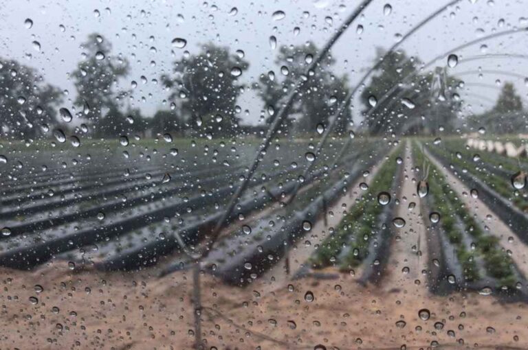El agua ayudó a los frutillares. Gentileza.