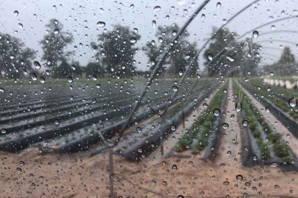 El agua ayudó a los frutillares. Gentileza.