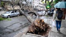 Este árbol se cayó en 3 de Febrero al 700 el miércoles. El jueves se cayó otro en la otra cuadra. Marcelo Manera.