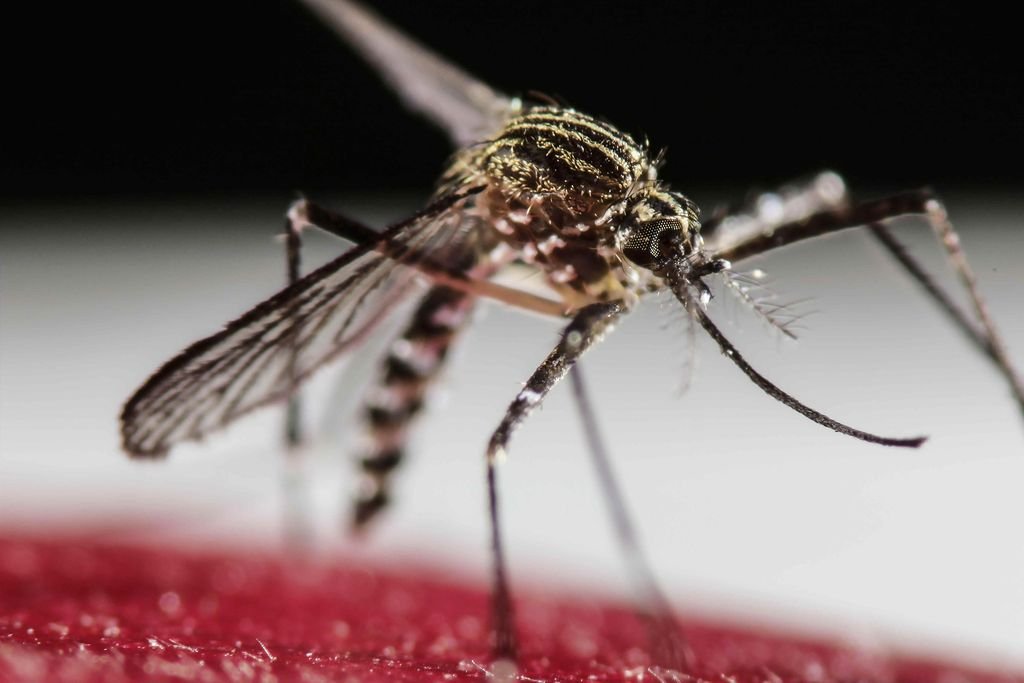 El descacharrado debe estar presente en las prácticas cotidianas durante todo el año. Los huevos del mosquito que transmite el dengue
