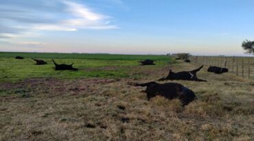 Las muertes registradas serían producto de la acumulación de nitrato en el pasto