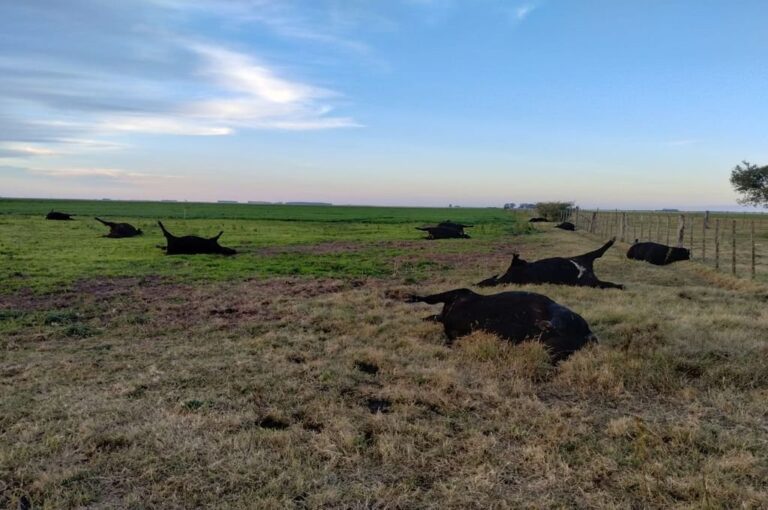 Las muertes registradas serían producto de la acumulación de nitrato en el pasto