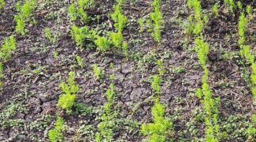 El cultivo de lino alcanzó el 50% de ejecución.