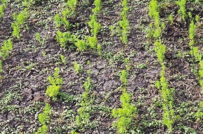 El cultivo de lino alcanzó el 50% de ejecución.
