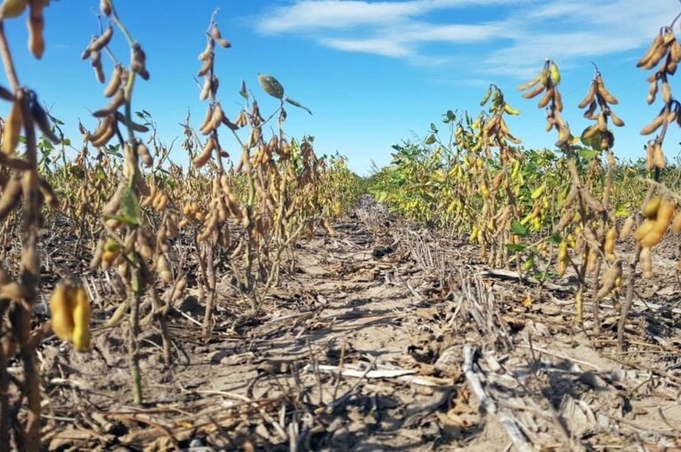 Los suelos aún padecen la escasez de lluvias. Archivo
