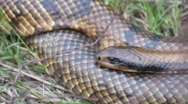 Los dos reptiles fueron vistos entre los pastizales. Pablo Aguirre.