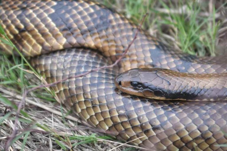 Los dos reptiles fueron vistos entre los pastizales. Pablo Aguirre.