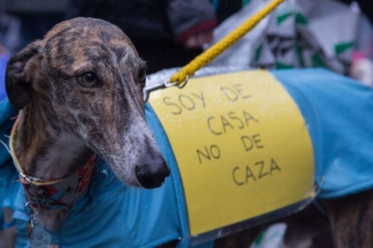 Desde septiembre de 2019 en Entre Ríos existe una ley que establece la prohibición de la caza con perros