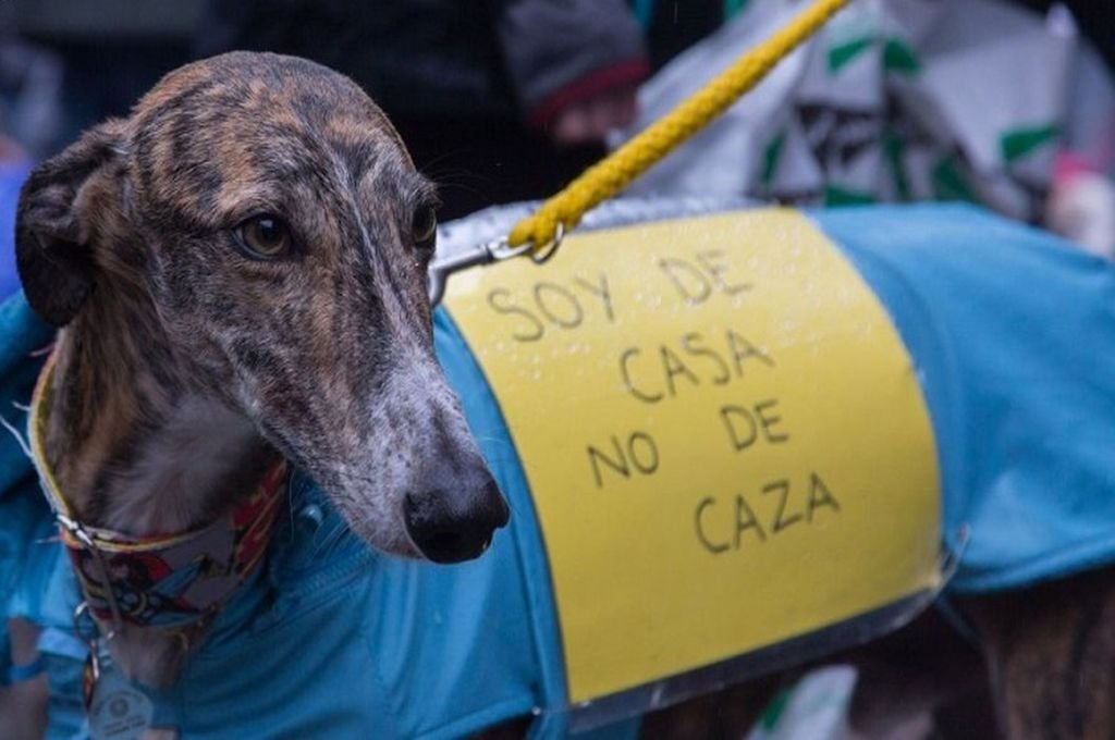 Desde septiembre de 2019 en Entre Ríos existe una ley que establece la prohibición de la caza con perros