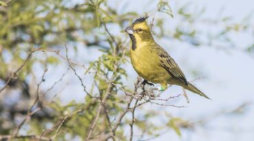 El cardenal amarillo fue declarado por ley como 'Monumento natural' en Entre Ríos.