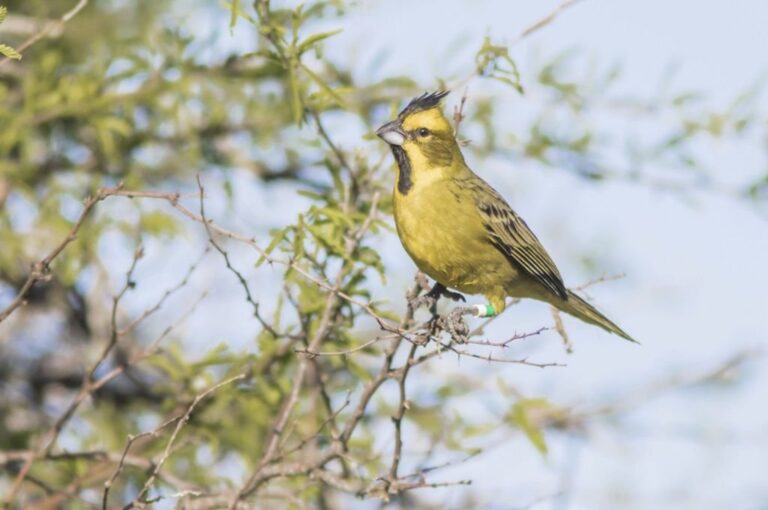 El cardenal amarillo fue declarado por ley como 'Monumento natural' en Entre Ríos.