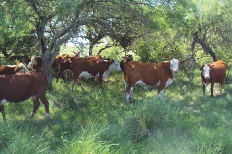 Esta jornada gratuita se centra en el manejo intensivo del destete