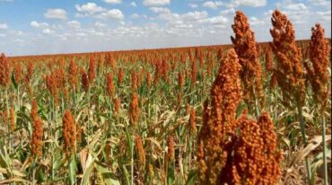 Se estiman pérdidas del 25% en la cosecha de sorgo
