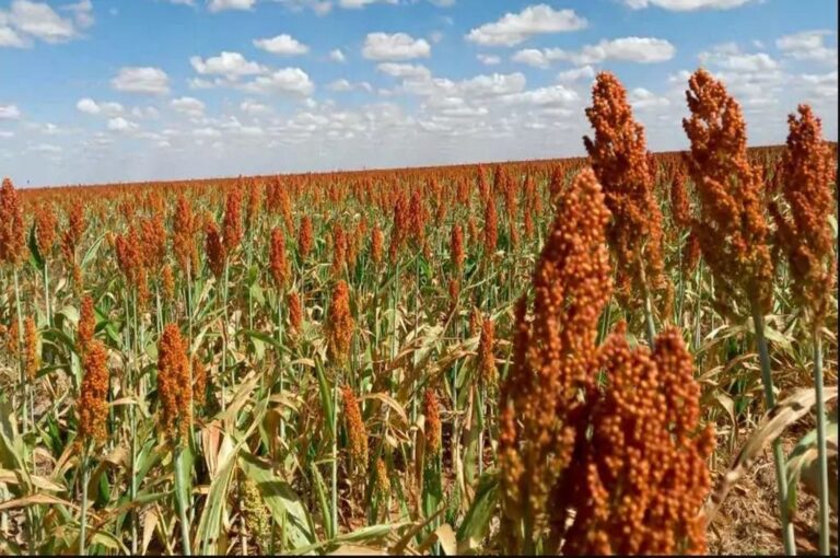 Se estiman pérdidas del 25% en la cosecha de sorgo