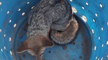 El animal fue encontrado en plena zona urbana. Gentileza.