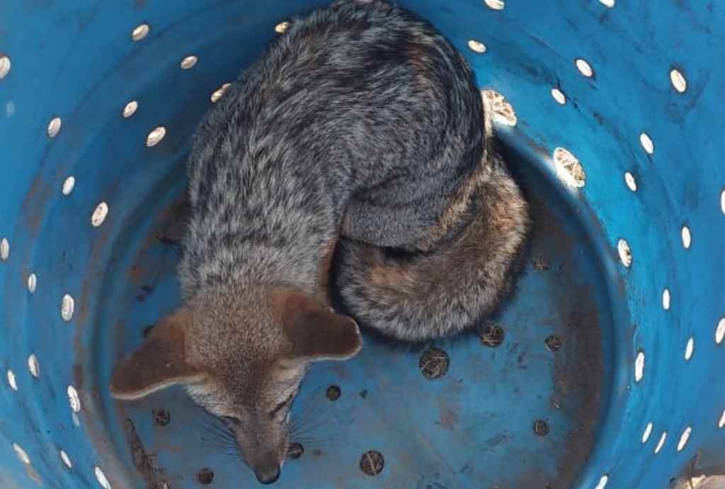 El animal fue encontrado en plena zona urbana. Gentileza.