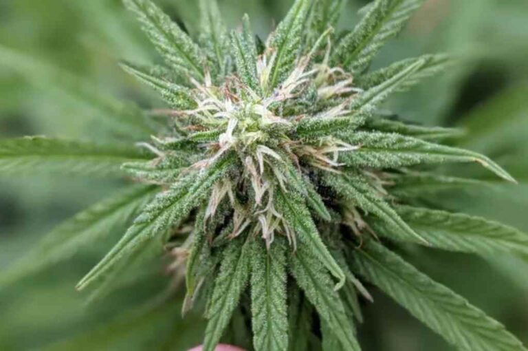 Aromito es la primera semilla de cannabis medicinal de la provincia. Gentileza.