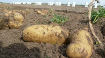 'Spunta' es la variedad más utilizada