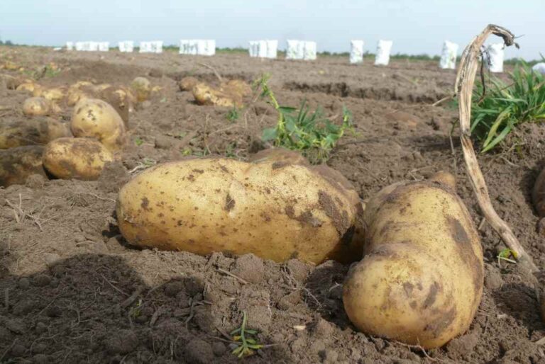 'Spunta' es la variedad más utilizada