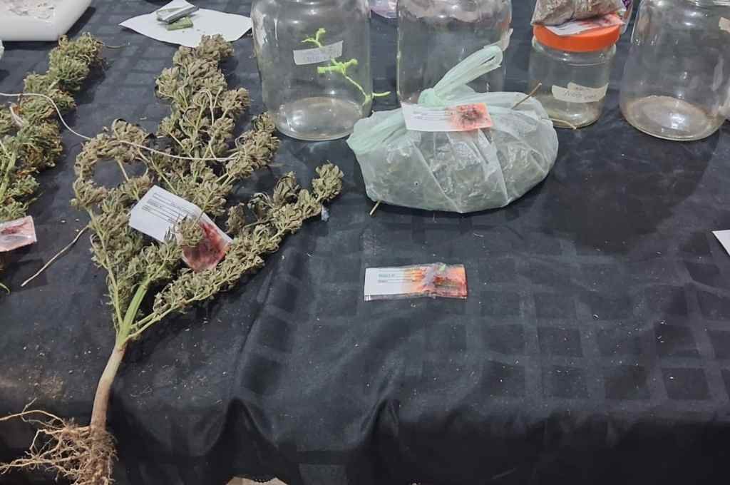 La policía encontró plantas de marihuana en la vivienda. Gentileza: prensa Policía UR XV.