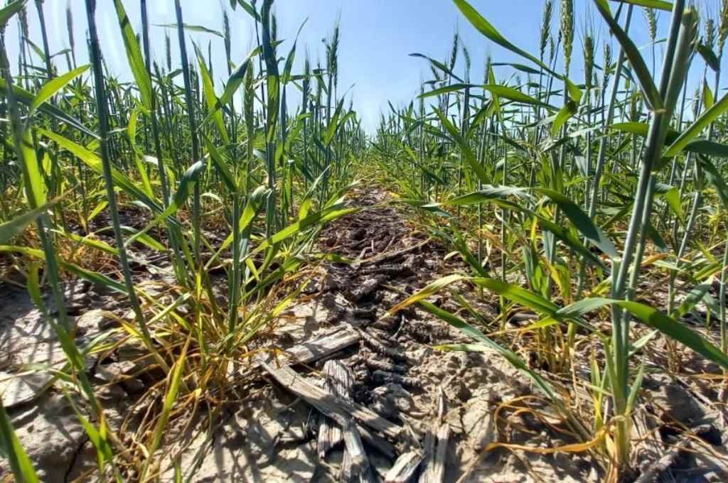 El pronóstico no anticipa nuevas lluvias en el corto plazo. Gentileza.