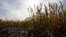 Tres años consecutivos de sequía dejaron huellas preocupantes en los campos y en la economía de la región. Archivo/Marcelo Manera.