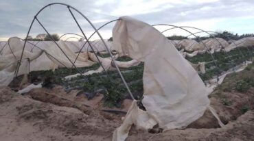 El viento provocó daños en los frutillares en Coronda. Gentileza.