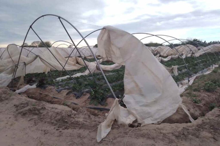 El viento provocó daños en los frutillares en Coronda. Gentileza.