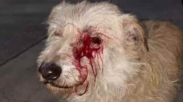 El animal fue herido en un ojo. Gentileza.