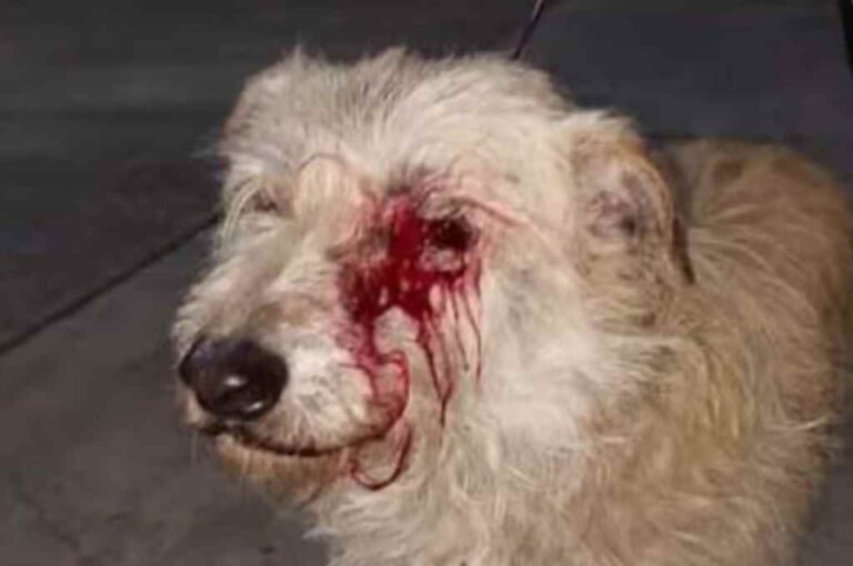 El animal fue herido en un ojo. Gentileza.
