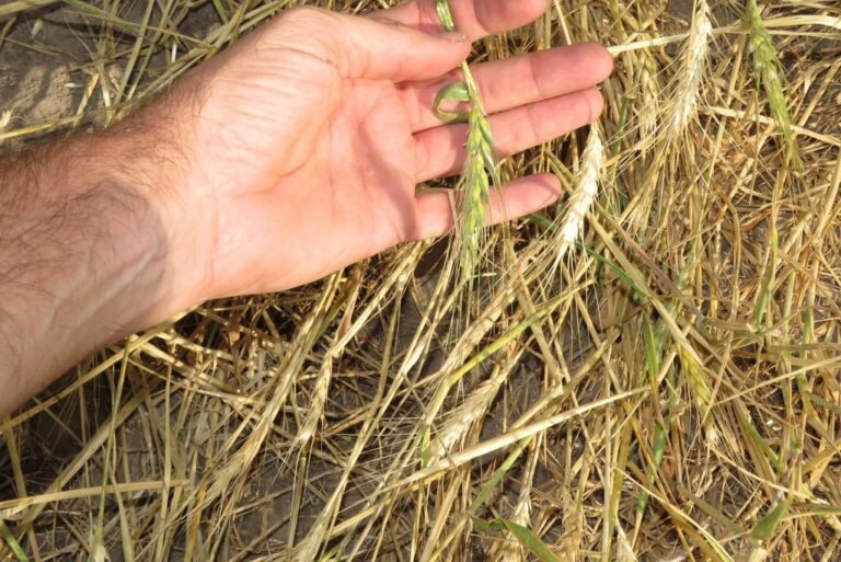 El trigo entra en la etapa en donde emerge la espiga. Archivo.