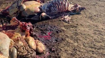 Al dueño del tambo le faenaron 4 de las 11 vacas lecheras que tenía en ordeñe. Gentileza.