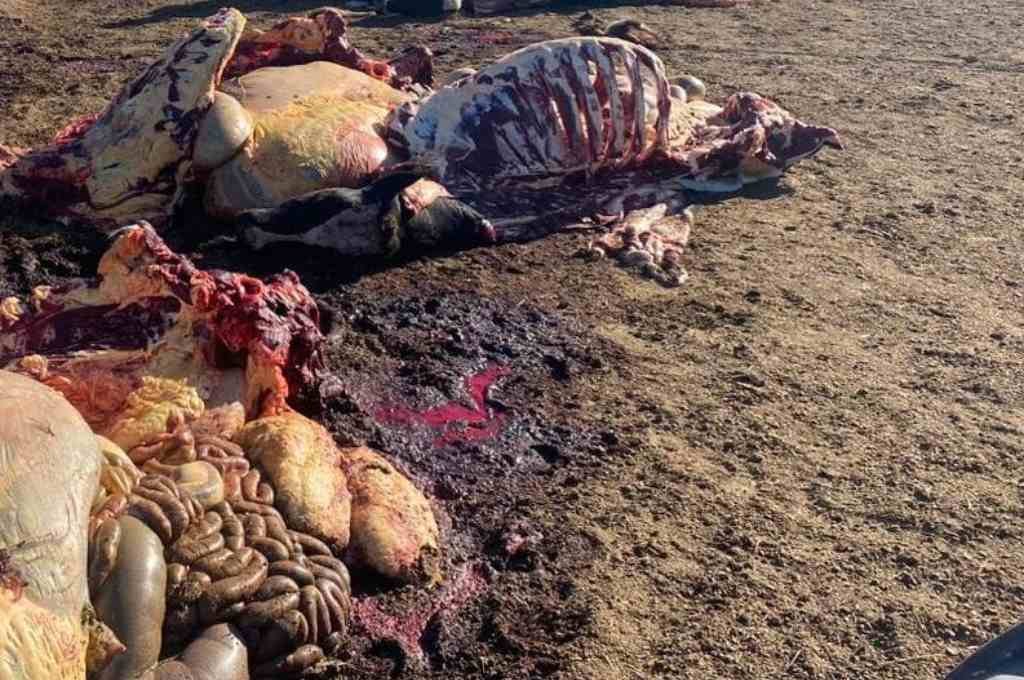 Al dueño del tambo le faenaron 4 de las 11 vacas lecheras que tenía en ordeñe. Gentileza.