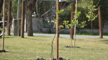 Los parques contienen árboles de naranja