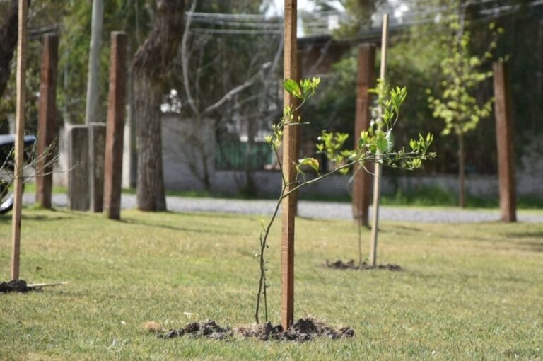 Los parques contienen árboles de naranja