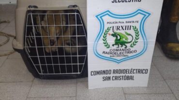 El animal silvestre fue encontrado a la vera de la ruta provincial 2. gentileza URXIII