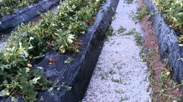 La última tormenta de granizo comparable a esta data de 20 años atrás prácticamente. 'En 13 años es la primera vez que vemos tanta piedra