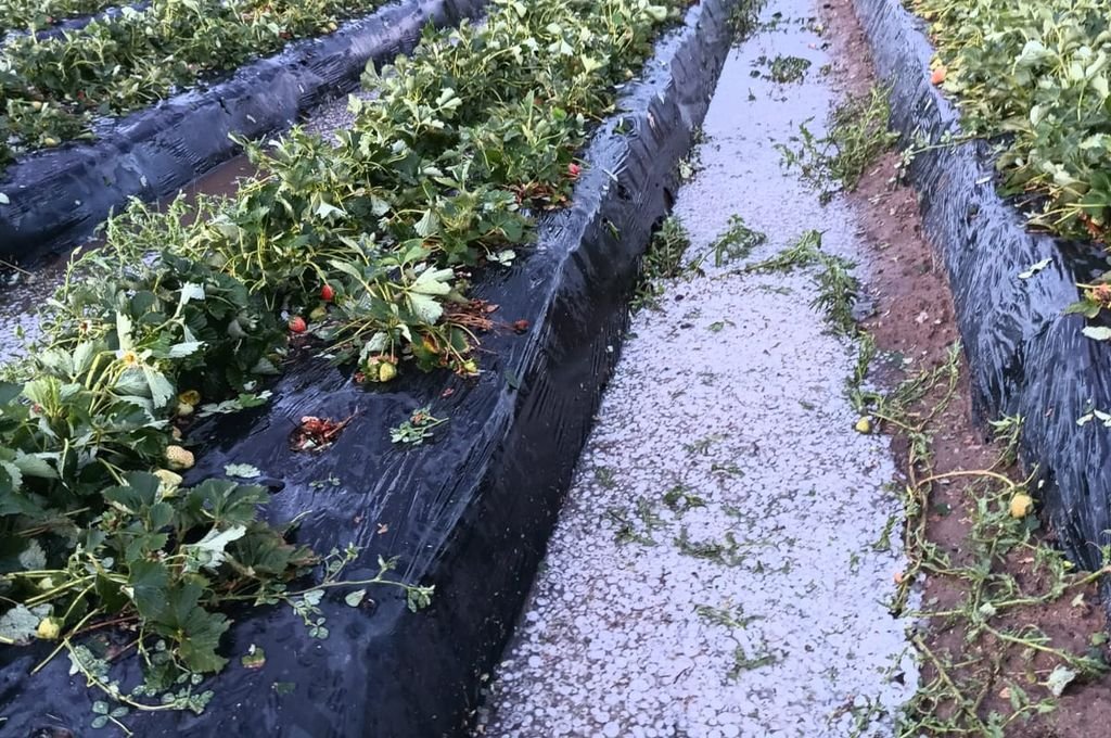 La última tormenta de granizo comparable a esta data de 20 años atrás prácticamente. 'En 13 años es la primera vez que vemos tanta piedra